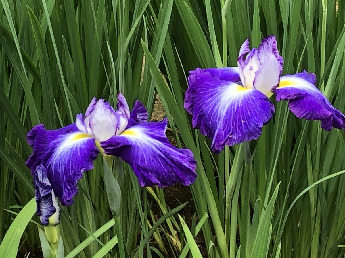 f:id:yamanouta:20190609194131j:plain