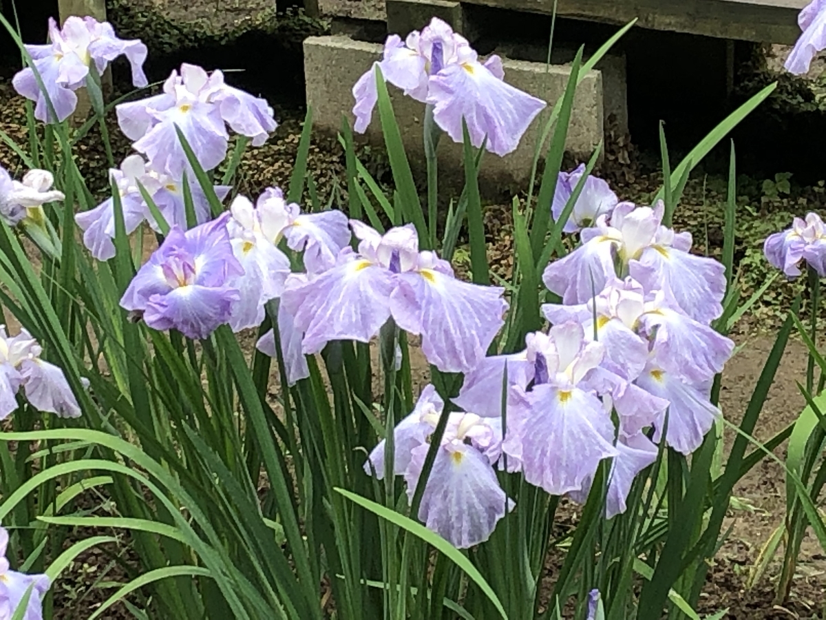 f:id:yamanouta:20190609194217j:plain