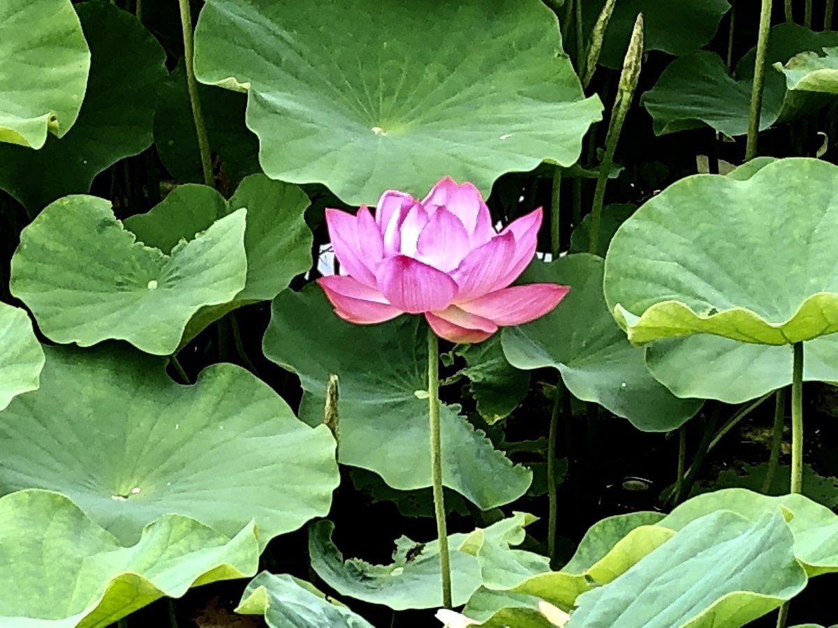 f:id:yamanouta:20190708100144j:plain