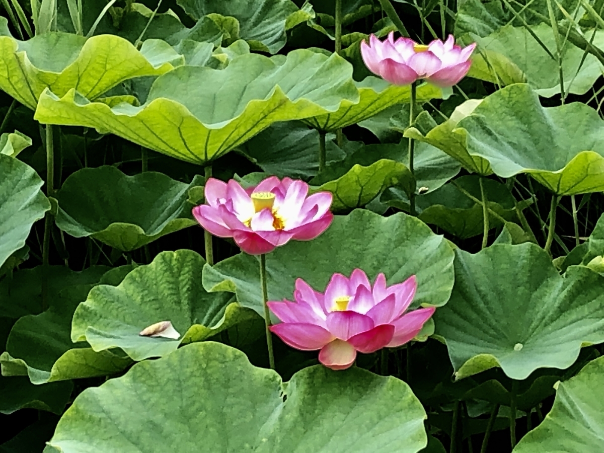 f:id:yamanouta:20190708100148j:plain