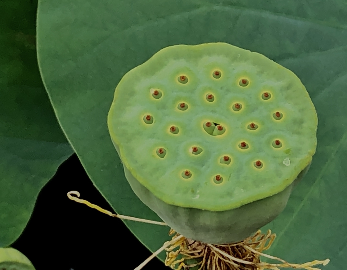 f:id:yamanouta:20190708100210j:plain