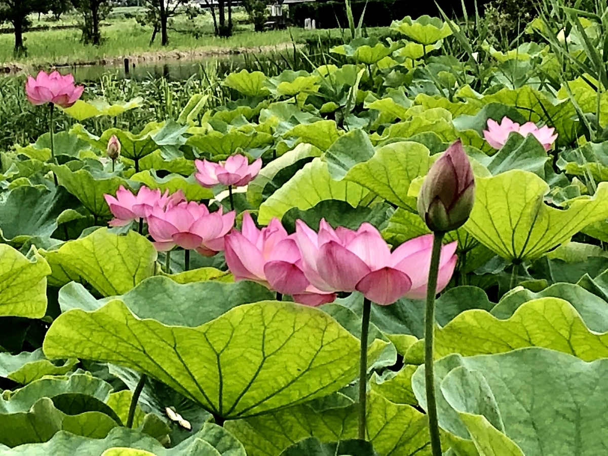 f:id:yamanouta:20190708100253j:plain