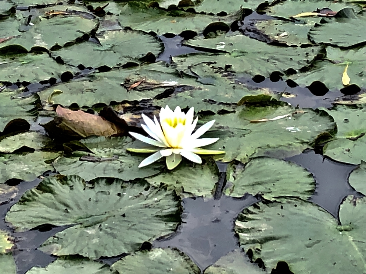 f:id:yamanouta:20190708100645j:plain