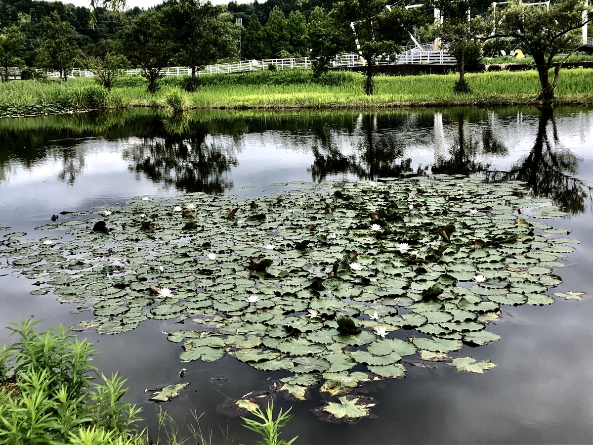 f:id:yamanouta:20190708100731j:plain