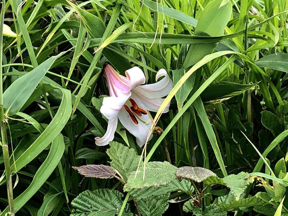 f:id:yamanouta:20190712125106j:plain