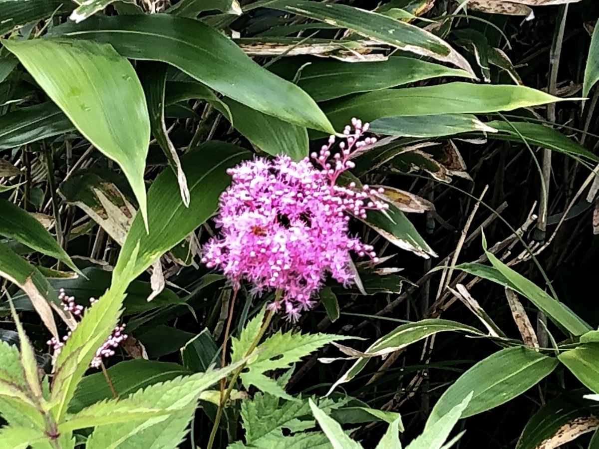 f:id:yamanouta:20190726082610j:plain f:id:yamanouta:20190726082610j:plain