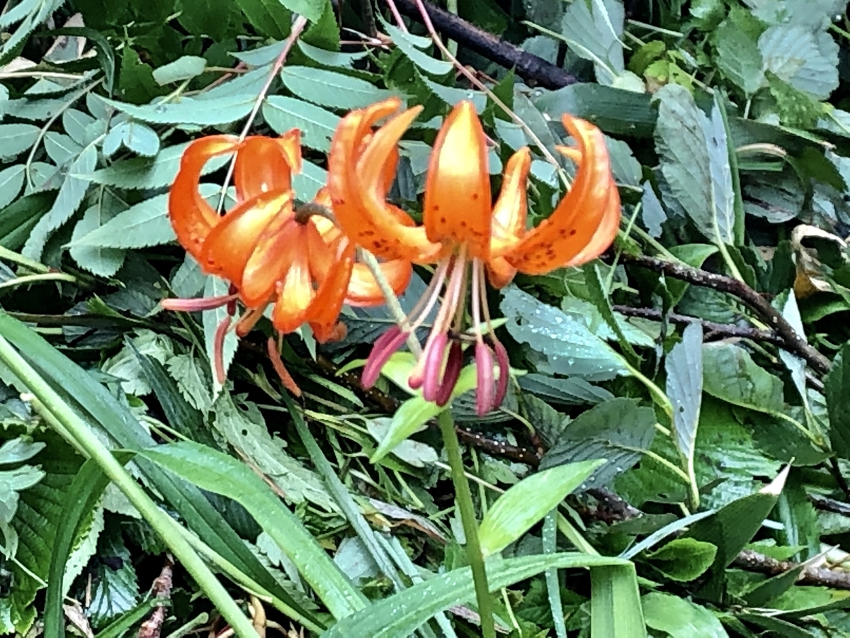f:id:yamanouta:20190726085749j:plain f:id:yamanouta:20190726085749j:plain