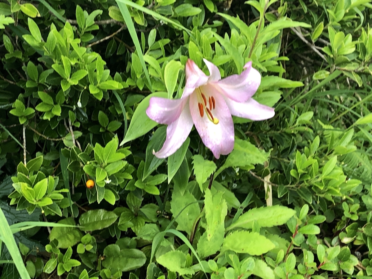 f:id:yamanouta:20190726091037j:plain f:id:yamanouta:20190726091037j:plain