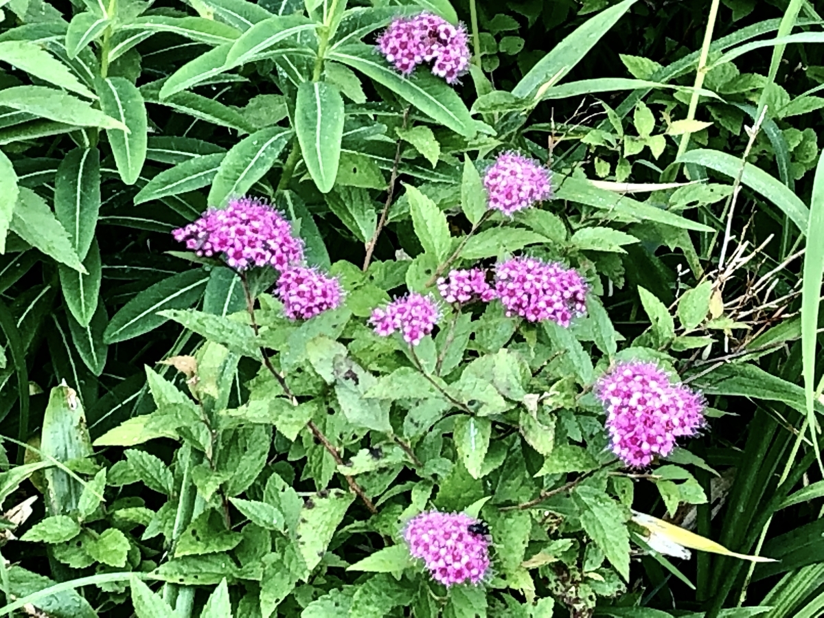 f:id:yamanouta:20190726091443j:plain f:id:yamanouta:20190726091443j:plain