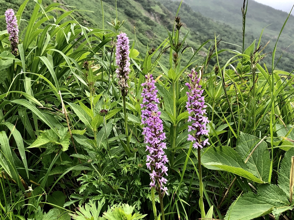 f:id:yamanouta:20190726102249j:plain f:id:yamanouta:20190726102249j:plain