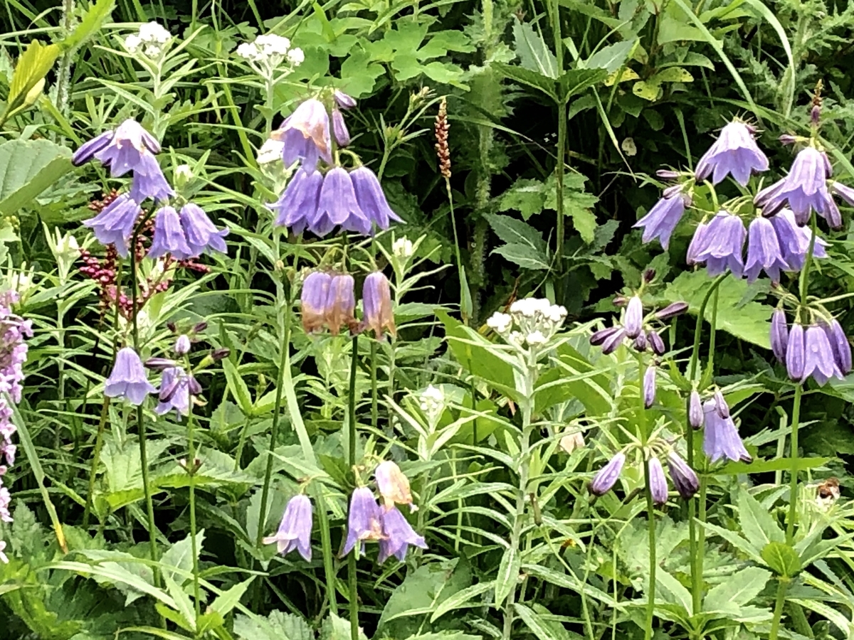 f:id:yamanouta:20190726102521j:plain f:id:yamanouta:20190726102521j:plain