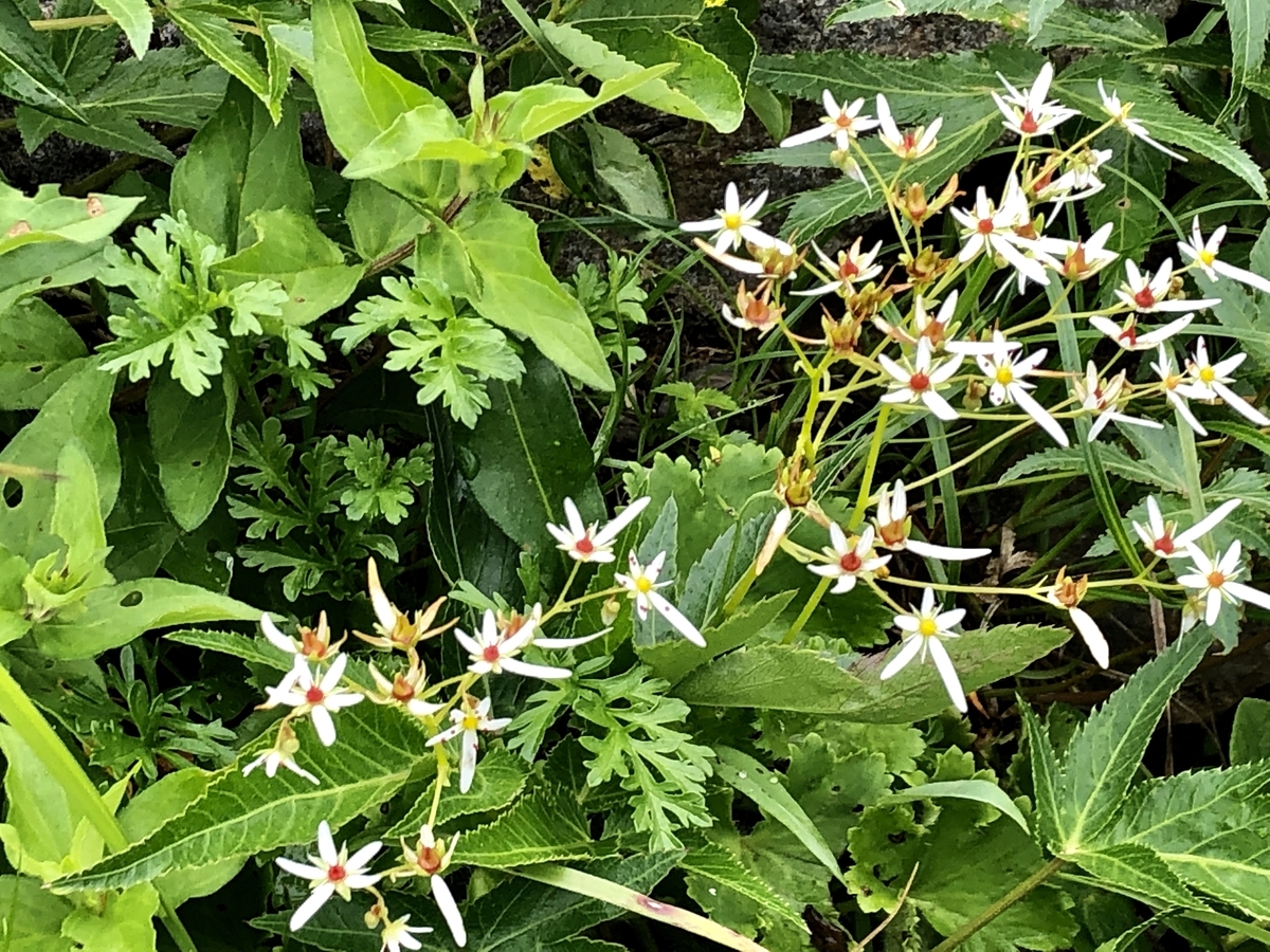 f:id:yamanouta:20190726102551j:plain f:id:yamanouta:20190726102551j:plain