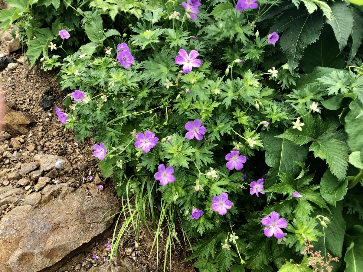 f:id:yamanouta:20190726103933j:plain f:id:yamanouta:20190726103933j:plain