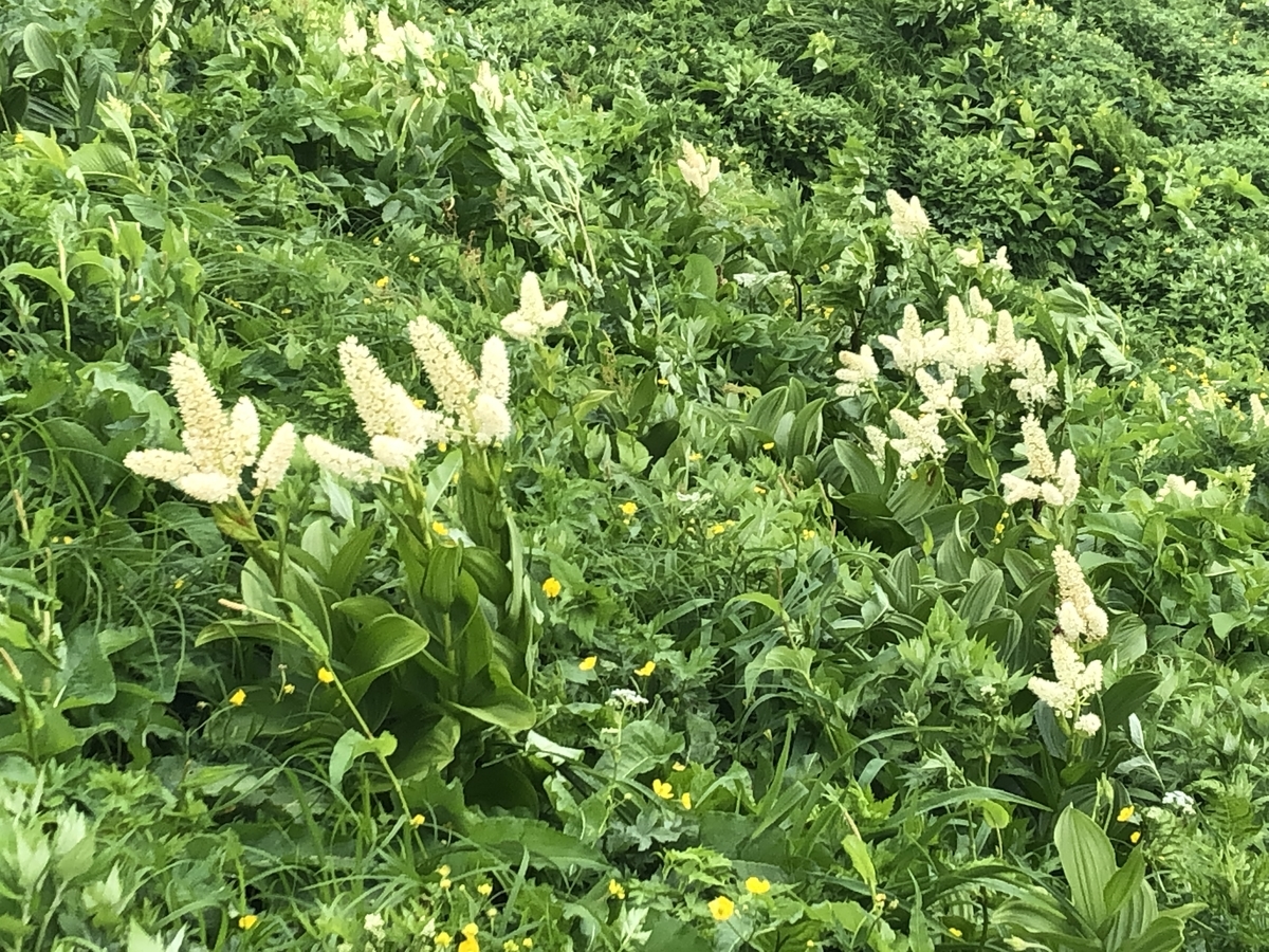 f:id:yamanouta:20190726105637j:plain f:id:yamanouta:20190726105637j:plain
