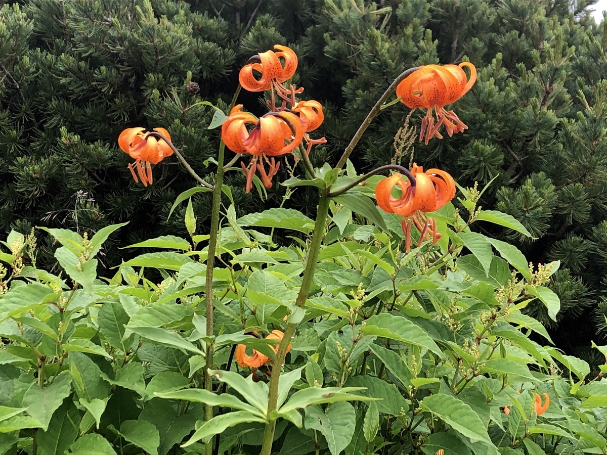 f:id:yamanouta:20190726120720j:plain f:id:yamanouta:20190726120720j:plain