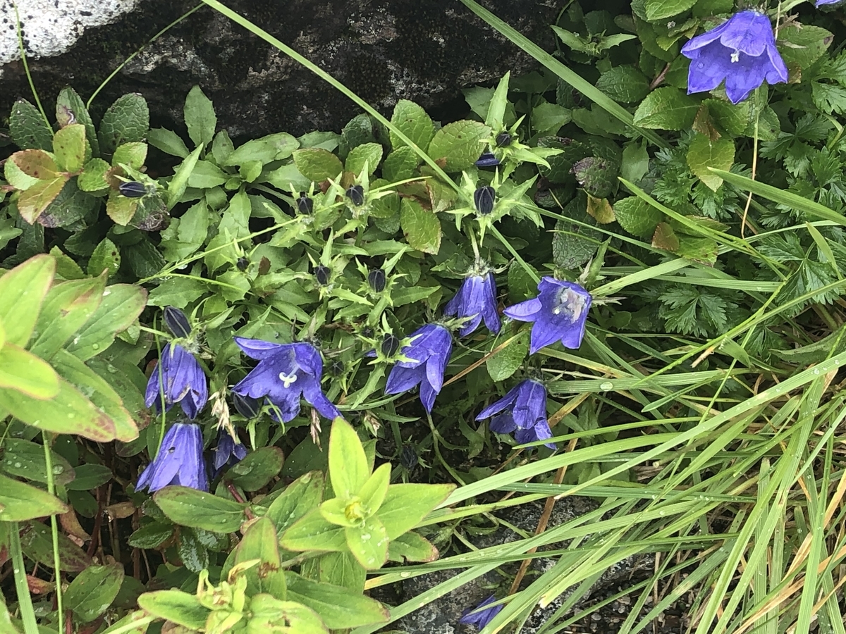 f:id:yamanouta:20190727143124j:plain f:id:yamanouta:20190727143124j:plain