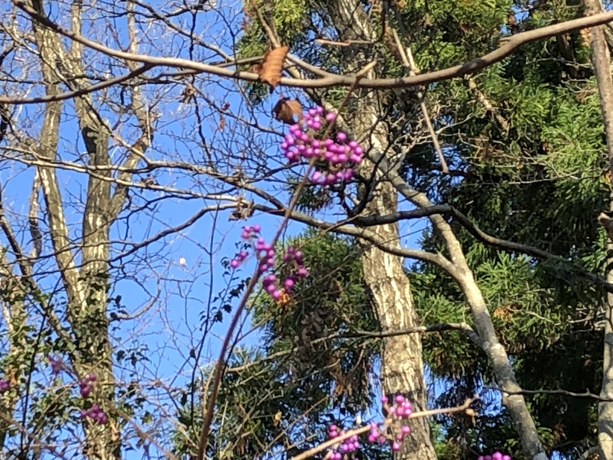 f:id:yamanouta:20191209153346j:plain f:id:yamanouta:20191209153346j:plain