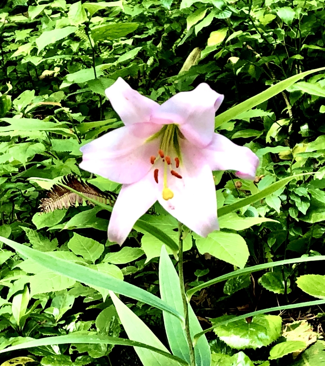 f:id:yamanouta:20200607084713j:plain