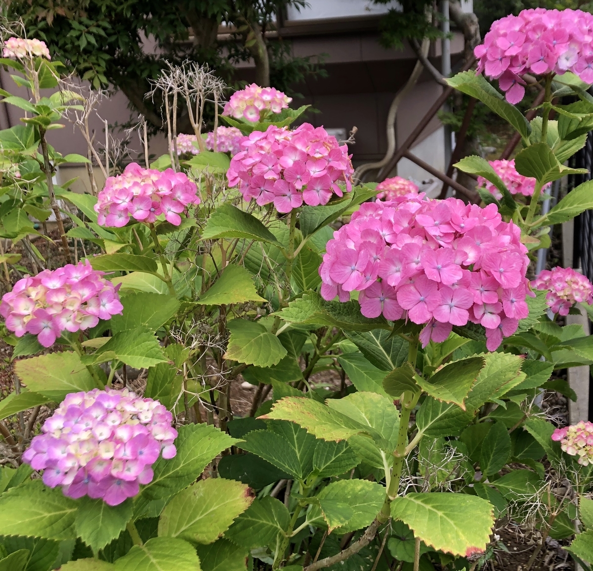 f:id:yamanouta:20200620091719j:plain