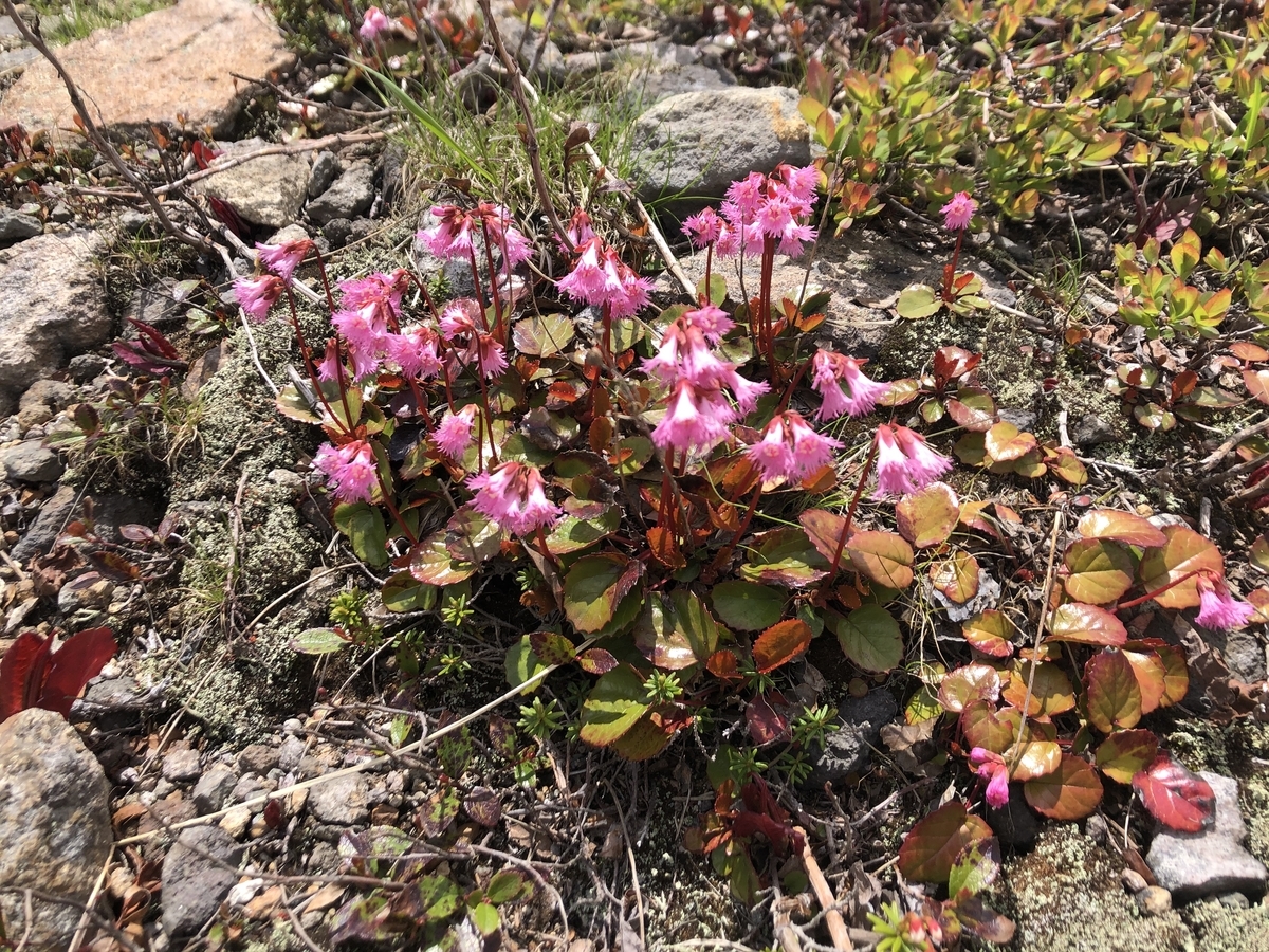 f:id:yamanouta:20200621195907j:plain f:id:yamanouta:20200621195907j:plain