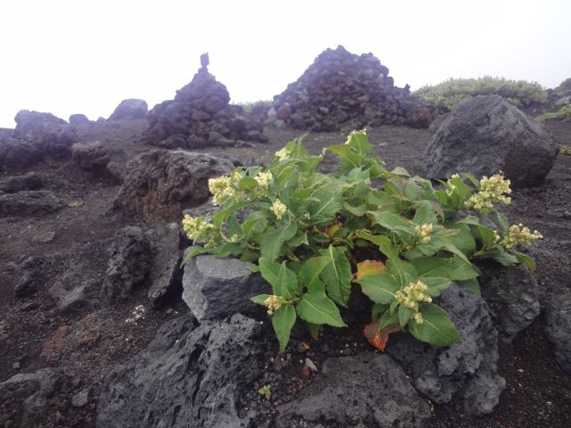 f:id:yamanoyeahman:20161018230947j:plain f:id:yamanoyeahman:20161018230947j:plain