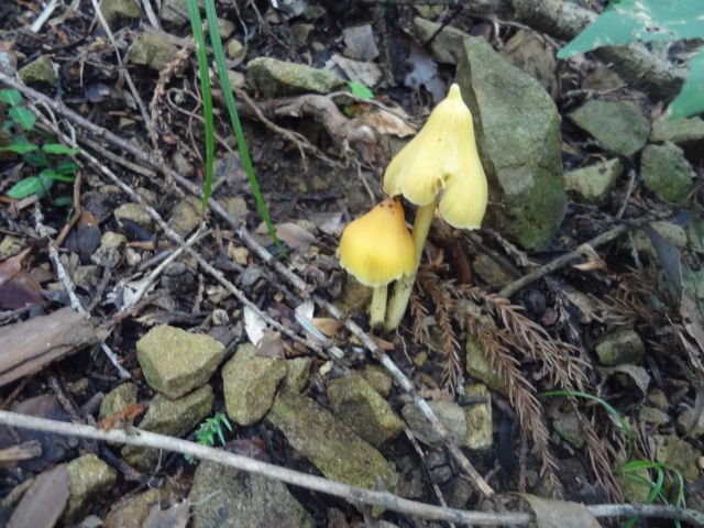 f:id:yamanoyeahman:20161018235605j:plain