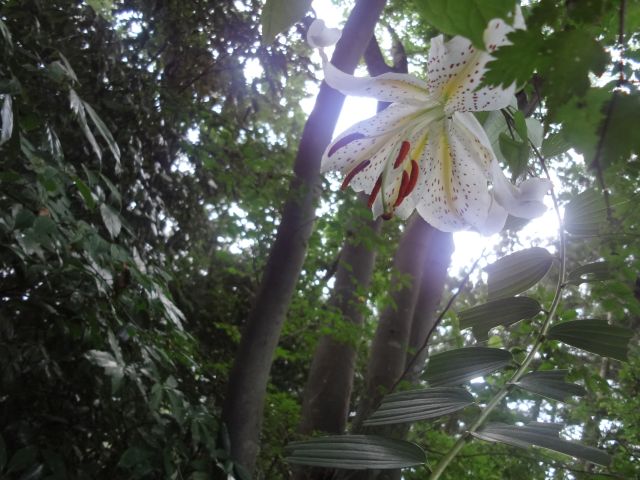 f:id:yamanoyeahman:20161018235829j:plain