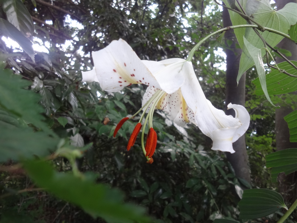 f:id:yamanoyeahman:20161018235843j:plain