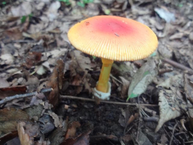 f:id:yamanoyeahman:20161018235936j:plain