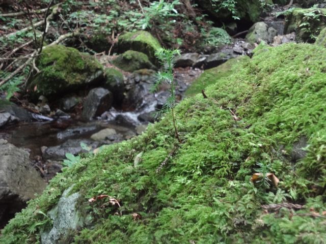 f:id:yamanoyeahman:20161019000534j:plain