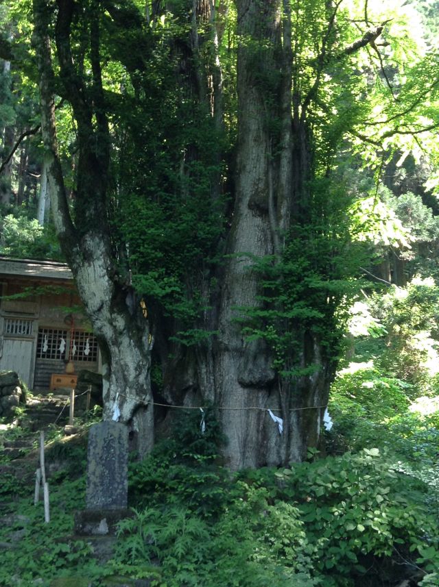 f:id:yamanoyeahman:20161019185842j:plain