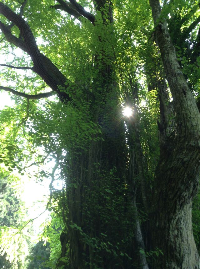 f:id:yamanoyeahman:20161019185910j:plain