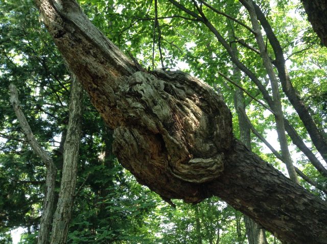 f:id:yamanoyeahman:20161019190846j:plain