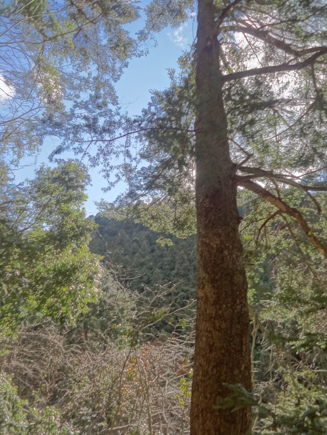 f:id:yamanoyeahman:20170207113811j:plain