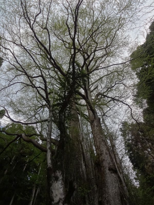 f:id:yamanoyeahman:20180409133656j:plain