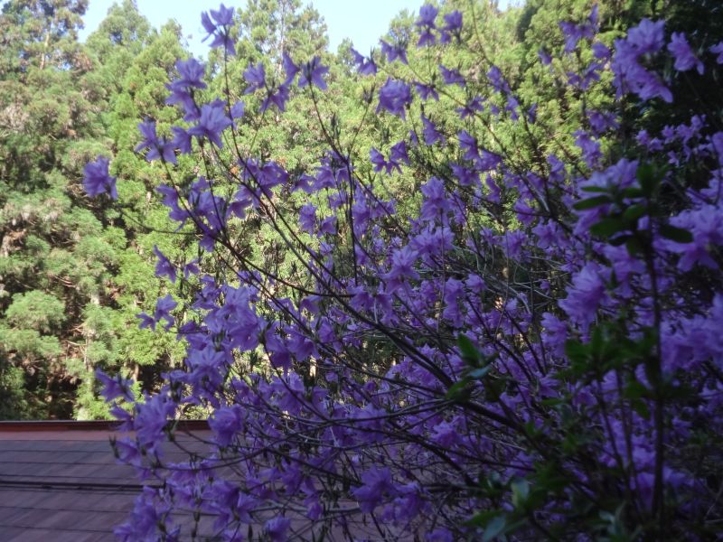 f:id:yamanoyeahman:20180409134357j:plain