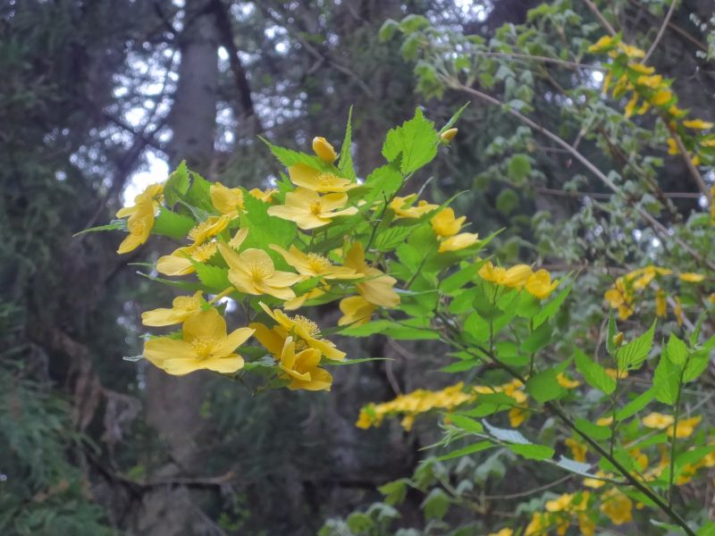 f:id:yamanoyeahman:20180409134512j:plain