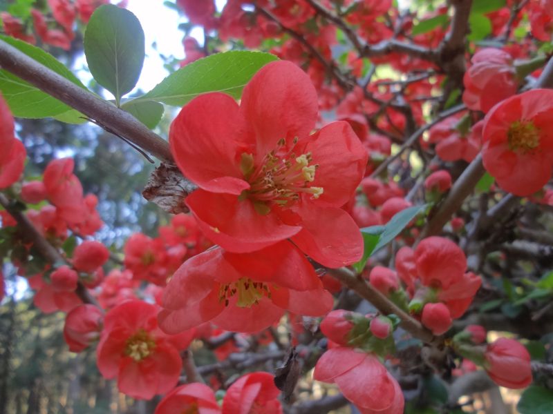 f:id:yamanoyeahman:20180409134521j:plain