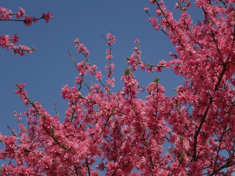 f:id:yamanoyeahman:20180409134612j:plain