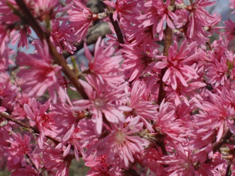 f:id:yamanoyeahman:20180409134633j:plain