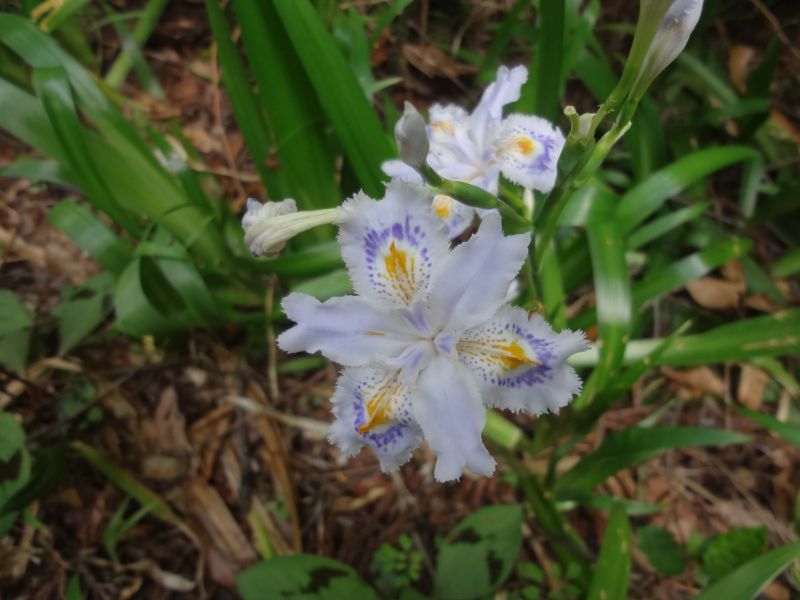 f:id:yamanoyeahman:20180416225022j:plain