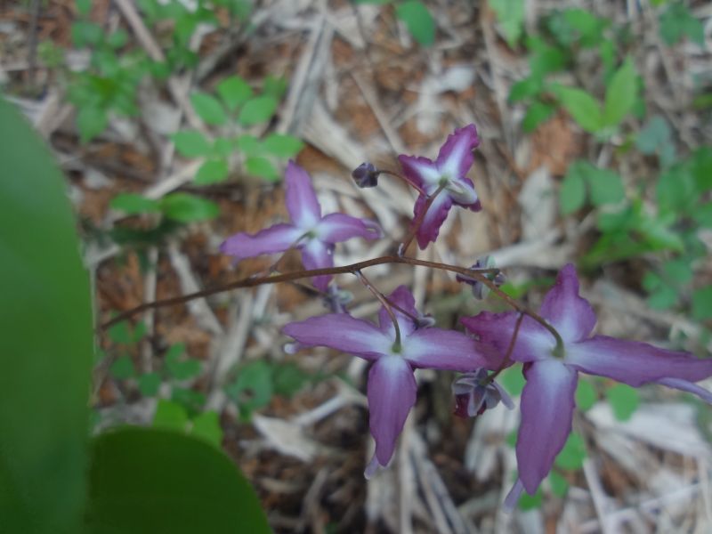 f:id:yamanoyeahman:20180416225945j:plain