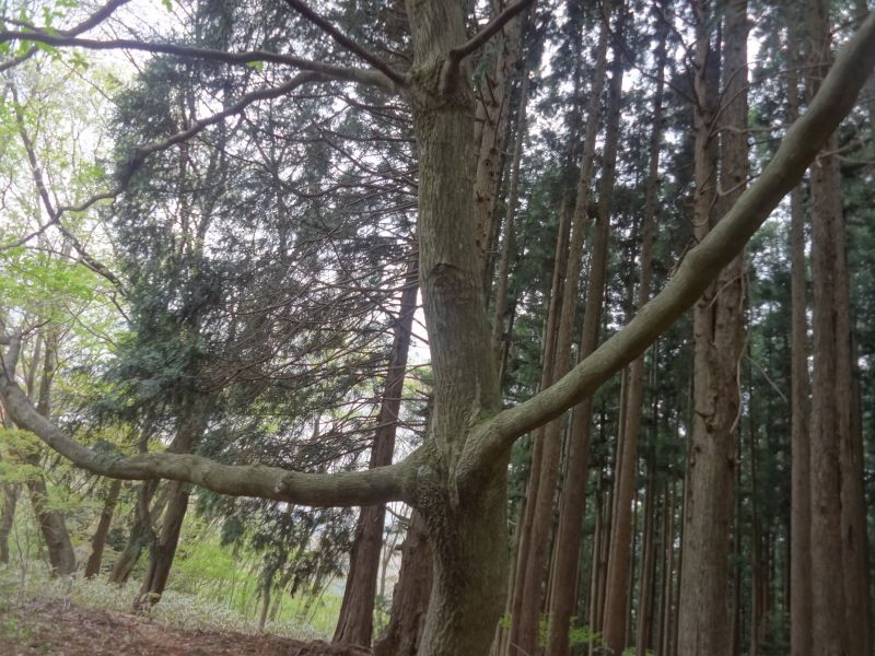 f:id:yamanoyeahman:20180416230140j:plain