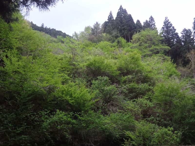 f:id:yamanoyeahman:20180416230404j:plain