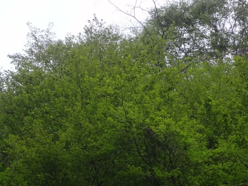 f:id:yamanoyeahman:20180416230505j:plain