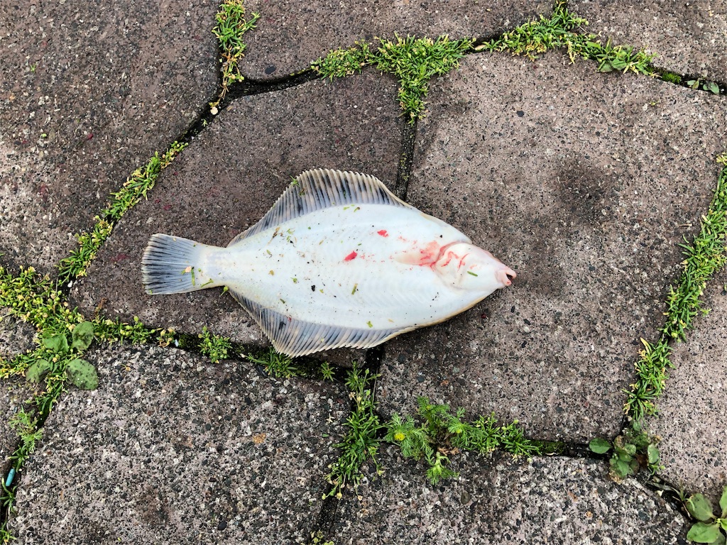 f:id:yamapan-nage:20180717115612j:image