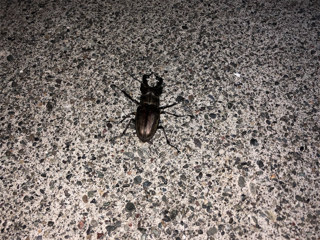 f:id:yamapan-nage:20180717121454j:image