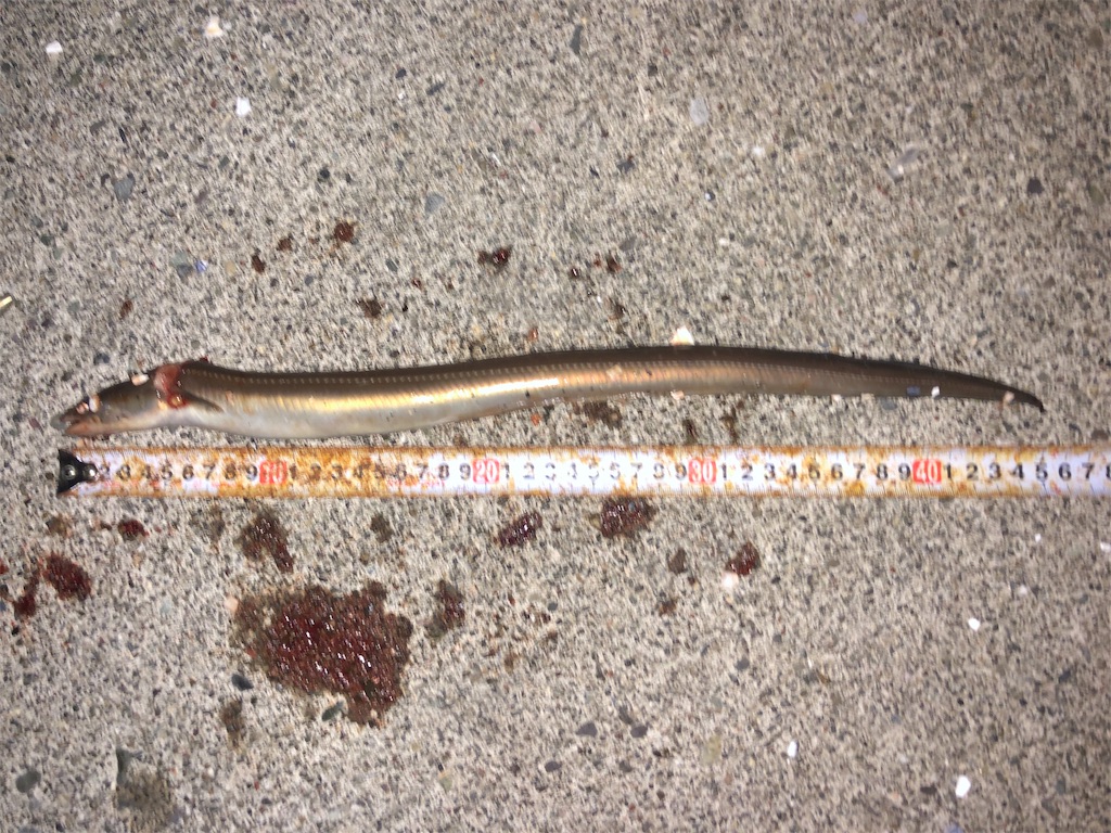 f:id:yamapan-nage:20190825233410j:image