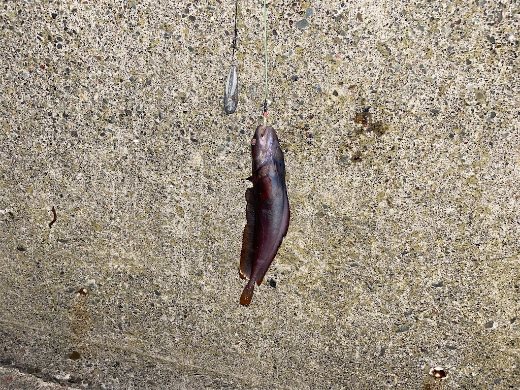 f:id:yamapan-nage:20200310083828j:image