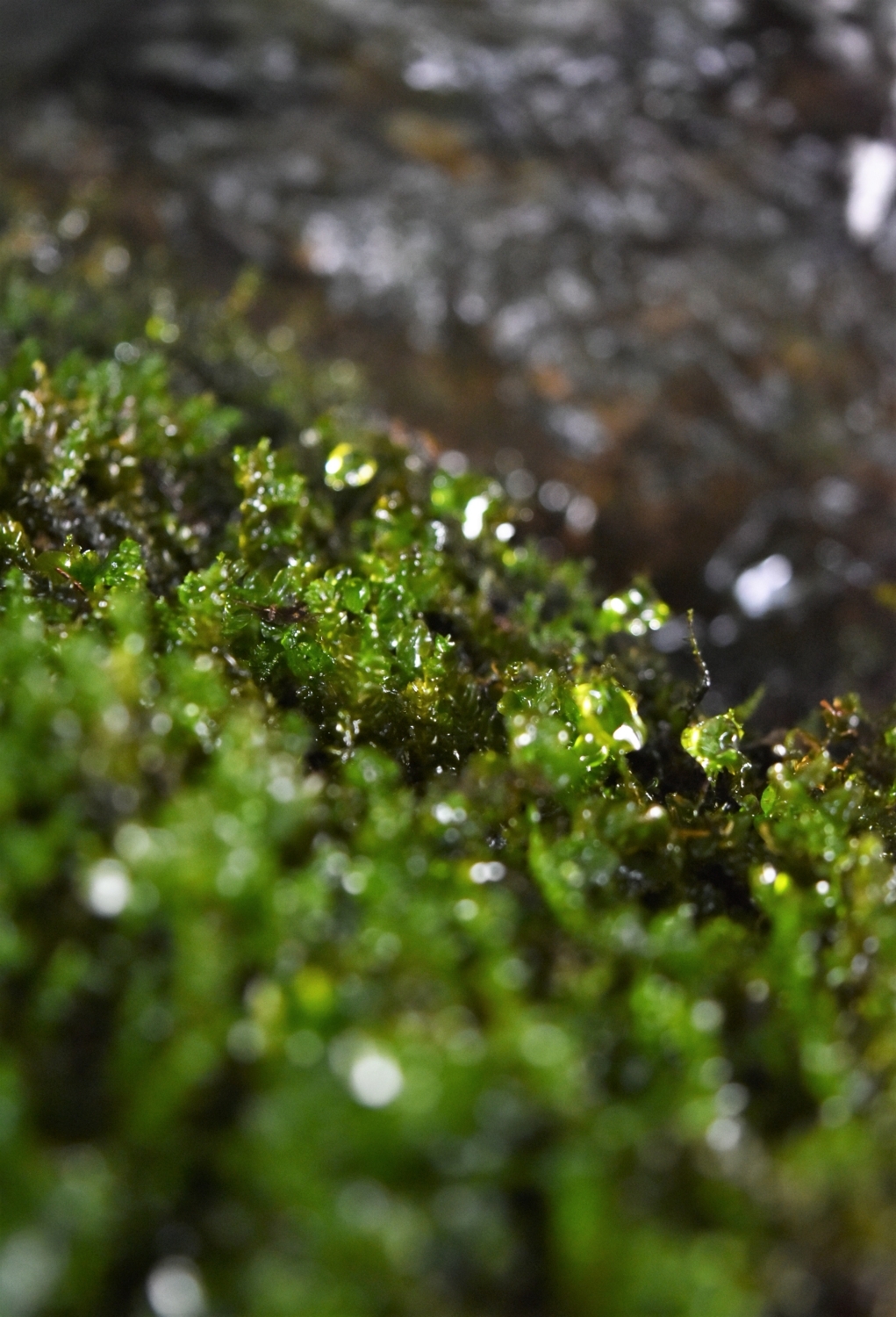 f:id:yamapiclog:20170601173846j:plain